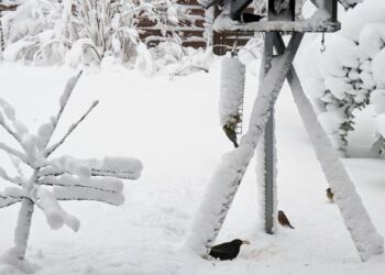 Foderbræt til fuglene. Foto: Niels Helver.