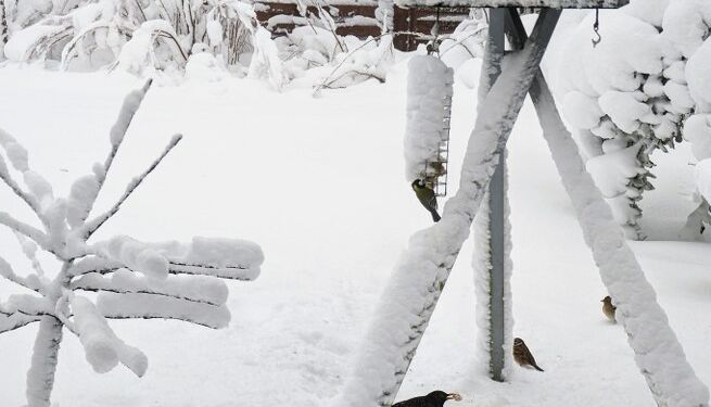 Foderbræt til fuglene. Foto: Niels Helver.