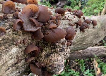 Judasører på gammelt hyldetræ. Foto: Britt Mejer Christensen.