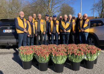 Tulipansalget forår 2023 fik stor lokal støtte. Foto: Lions Club Hjørring Vendia.