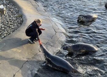 Biolog, dykker og udviklingschef Kristina Ydesen i gang med sælfodring hos Nordsøen Oceanarium. Foto: Niels Skipper.