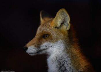 Foto: Arturs Pirazkov. 