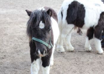 Foto:  Lise Maj Hauge Høegmark.