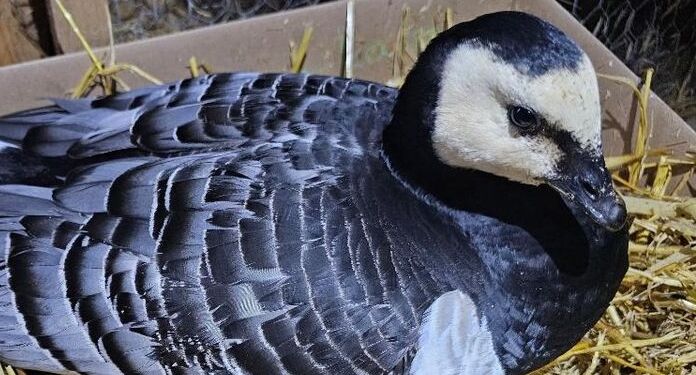 Mange velmenende danskere forsøger at hjælpe de syge bramgæs, men de skal overlades til sig selv eller nødaflives. Gåsen i billedet blev nødaflivet af Dyrenes Beskyttelses beredskab. Foto: Dyrenes Beskyttelse.