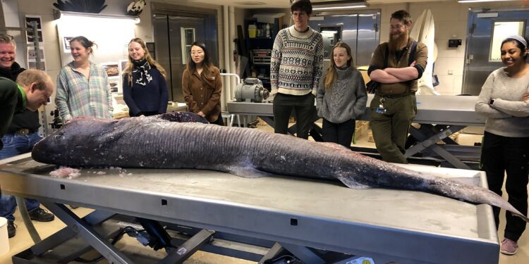 Grønlandshajen her blev fanget ud for Hirtshals. Foto: Fiskeatlas.