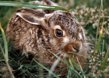 Foto: Dyrenes Beskyttelse.