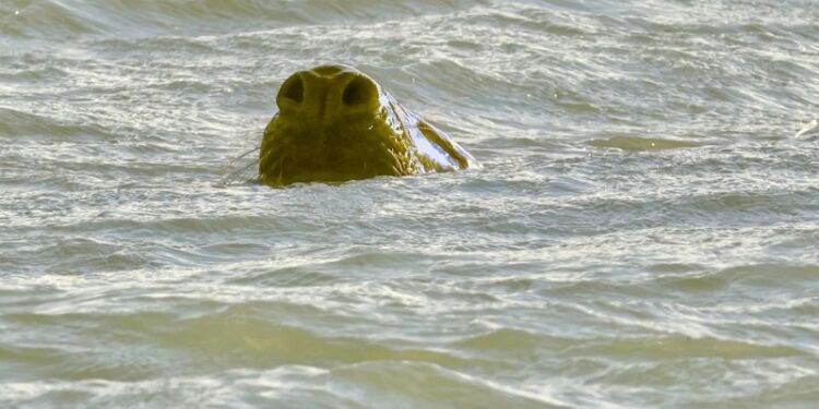 Snuden ovenvande. Foto: Tommy Christian Andersen.