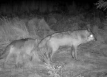 Ulve spottet på vildtkamera. Foto: Ulveatlas.