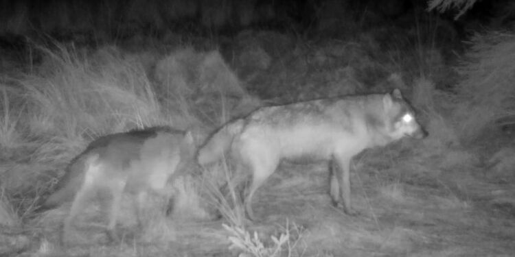 Ulve spottet på vildtkamera. Foto: Ulveatlas.
