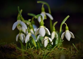 Vintergækker. Foto: Pixabay.