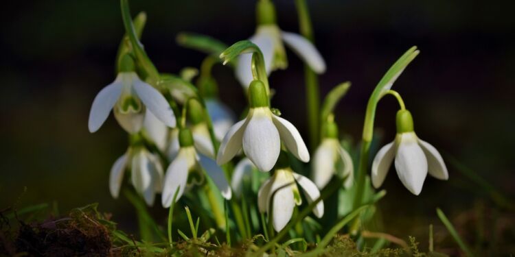 Vintergækker. Foto: Pixabay.