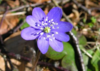 Den blå anemone. Foto: Kurt Prentow.