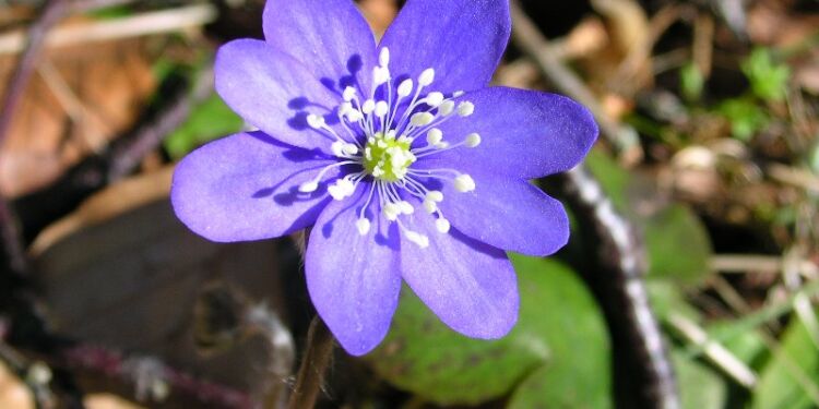 Den blå anemone. Foto: Kurt Prentow.