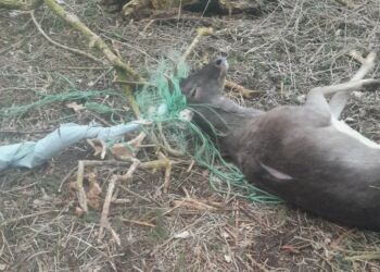 Dyrenes Beskyttelse oplever for tiden flere henvendelser på dåvildt, der har fået viklet geviret ind i bånd og skrald. Dyret her slap heldigvis levende fra mødet med skraldet. Foto: Dyrenes Beskyttelse.