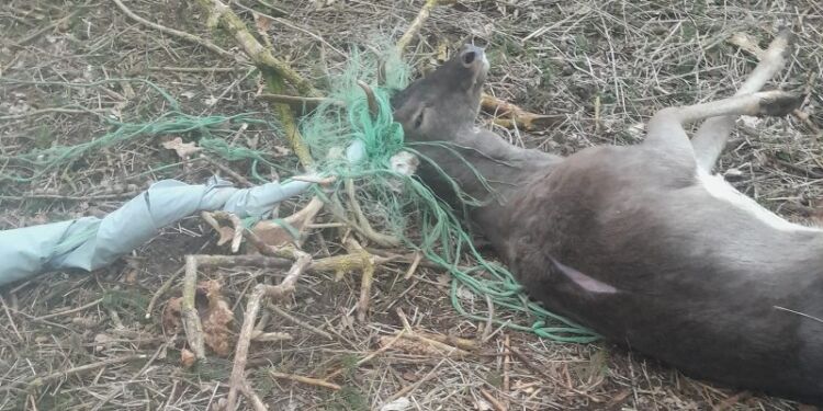 Dyrenes Beskyttelse oplever for tiden flere henvendelser på dåvildt, der har fået viklet geviret ind i bånd og skrald. Dyret her slap heldigvis levende fra mødet med skraldet. Foto: Dyrenes Beskyttelse.