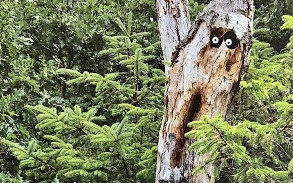 Det lange hyl her har givet navn til den anden bog i serien Dyr du ikke ser.