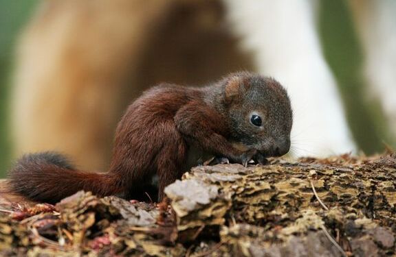 Du kan hjælpe egernet og dets unger ved at undlade at fælde træerne fra marts til oktober. Foto: Dyrenes Beskyttelse.
