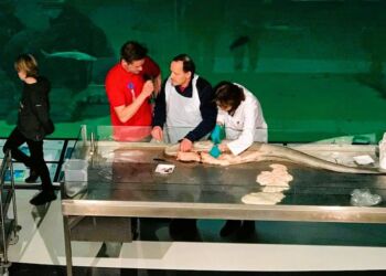 Her er det en 190 cm lang og ca 40 kg tung havål, der dissekeres foran akvariet på Nordsøen Oceanarium. Havålen ligner den almindelige ål, men den er grovere i det og den bliver betydeligt større. Eel Hatch ligger tæt på den store attraktion i Hirtshals. Foto: Arkiv.