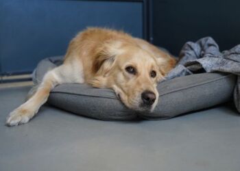 Den 15. december starter salgsperioden for fyrværkeri til nytår, men som noget nyt må der i år først lovligt fyres af fra 31. december til 1. januar. Dyrenes Beskyttelse håber, at danskerne er bevidste om ændringen og på den måde tager mere hensyn til både dyr og mennesker. Foto: Cathrine Cocks.