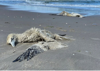 Foto: Per Frank Paulsen.