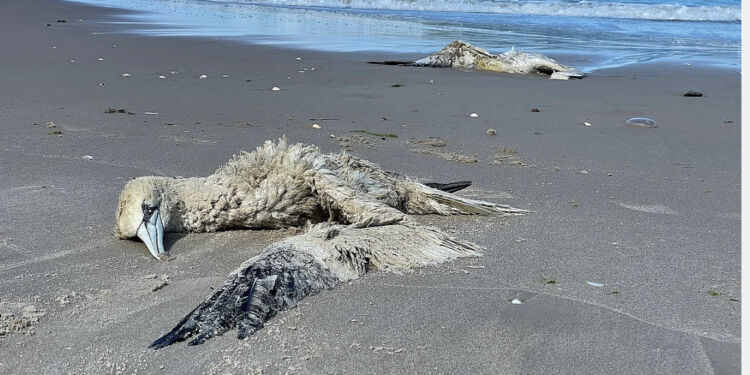 Foto: Per Frank Paulsen.