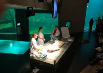 Disssekering på Nordsøen Oceanarium. Foto: Kim J. Fogt.