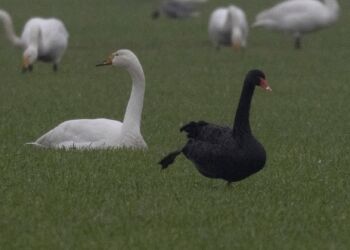 Foto: Frank Abildgaard Sørensen.