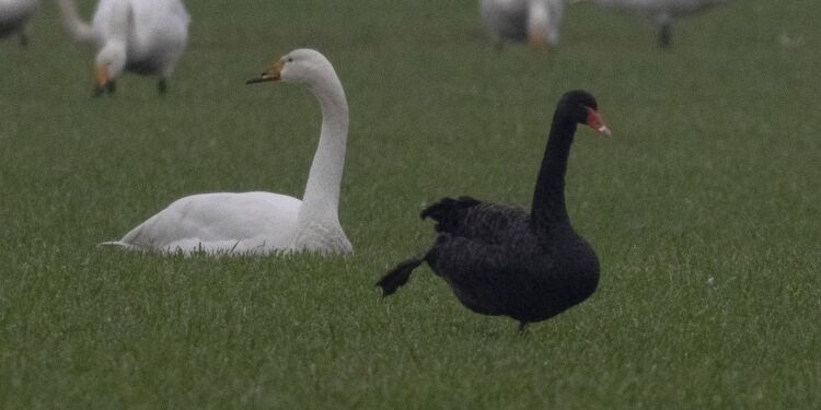 Foto: Frank Abildgaard Sørensen.