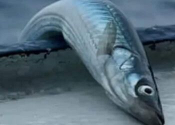 Tobis. Foto: FiskerForum.