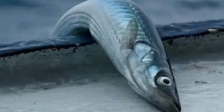 Tobis. Foto: FiskerForum.