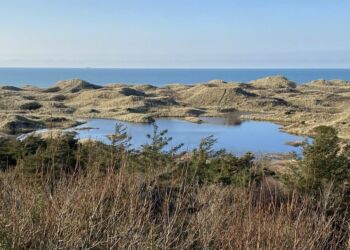 Vintersøen vest for Tornby Klitplantage. Foto (arkiv): Jonna Andreassen.