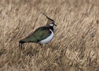 Viben her er foreviget ved Præstebakken i Tversted. Foto: Frank Abildgaard Sørensen.