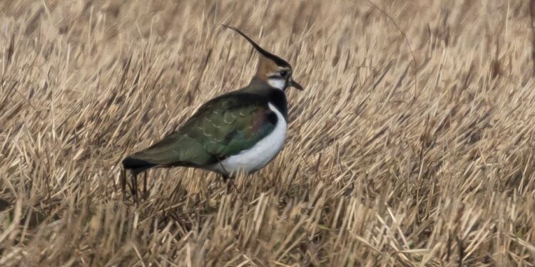 Viben her er foreviget ved Præstebakken i Tversted. Foto: Frank Abildgaard Sørensen.