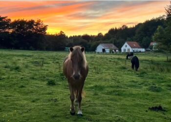 Ejendommen midt i Tolne Skov er nærmest terapi i sig selv. Privatfoto