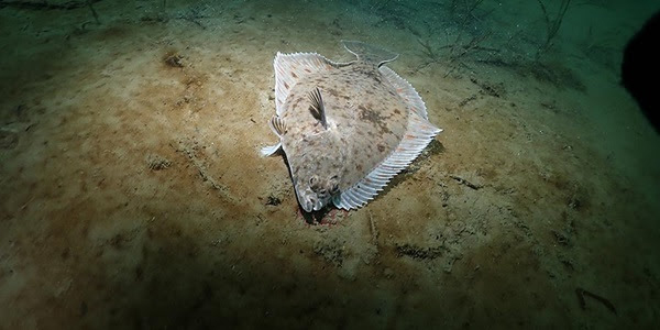 Fladfisk i dansk fjord. Foto: Mikael van Deurs/DTU Aqua.