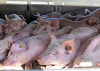 Foto: Kristian Brasen.