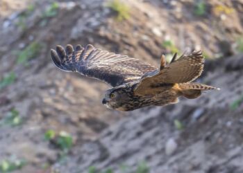 Stor Hornugle er en af verdens største ugler. Foto: NCC.