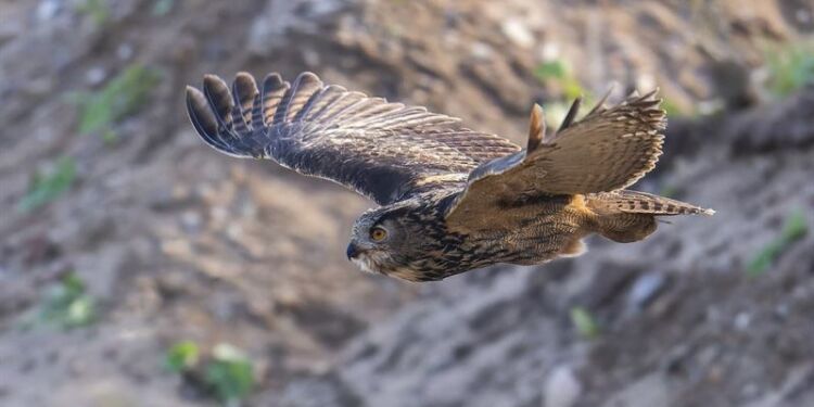 Stor Hornugle er en af verdens største ugler. Foto: NCC.