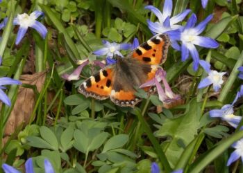 Nældens takvinge i Svanelunden. Foto: Frank Abildgaard Sørensen.