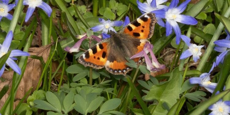 Nældens takvinge i Svanelunden. Foto: Frank Abildgaard Sørensen.