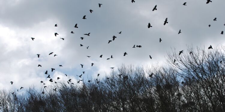 Råger over park i Hjørring Kommune. Foto: Arkiv.