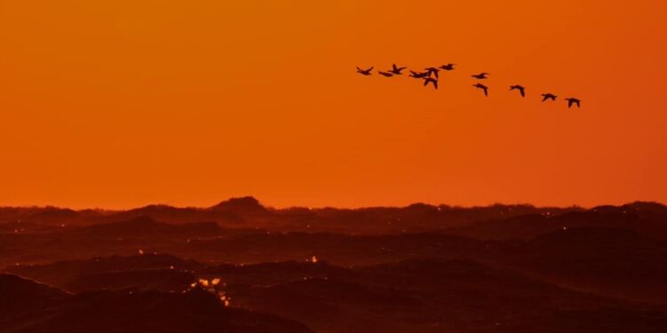 Fugle i solopgang ved Hirtshals. Foto: Arturs Pirazkov.