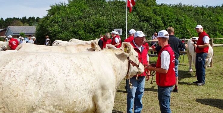 Hjørring Dyrskue udstiller de flotteste dyr. Arkivfoto: Palle W. Nielsen