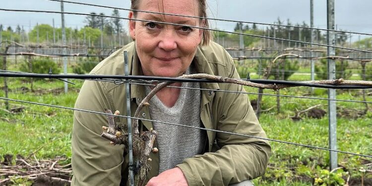 Susanne Mikkelsen er ejer hos Saxtrup Vingård ved Bjrgby. Foto: TV2 Nord.