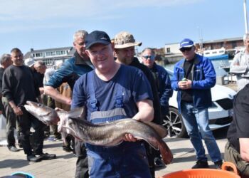 Pæne fangster ved tidligere konkurrence i Hirtshals. Foto: Arkiv.