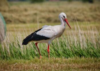 Storken er et af mange eksempler på pressede dyrearter, der vil nyde godt af rapportens tiltag. Foto: Norbert Hentges