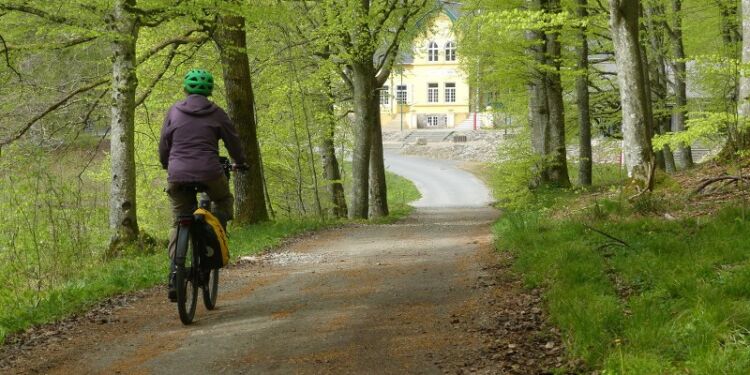 Forår i Tolne Skov.