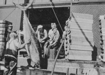 Stor tun landes til fiskeauktionen på Hirtshals Havn. Foto: Arkiv.dk.