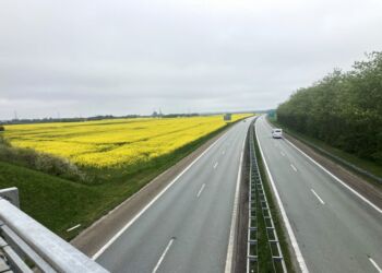 Smukke gule rapsmarker ved Hirtshalsmotorvejen øst for Hjørring. Foto: Palle W. Nielsen