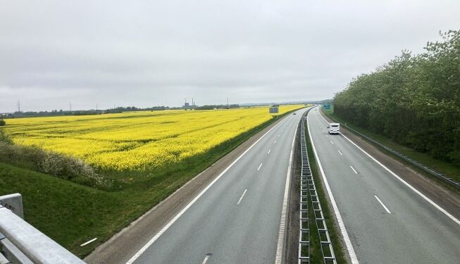 Smukke gule rapsmarker ved Hirtshalsmotorvejen øst for Hjørring. Foto: Palle W. Nielsen